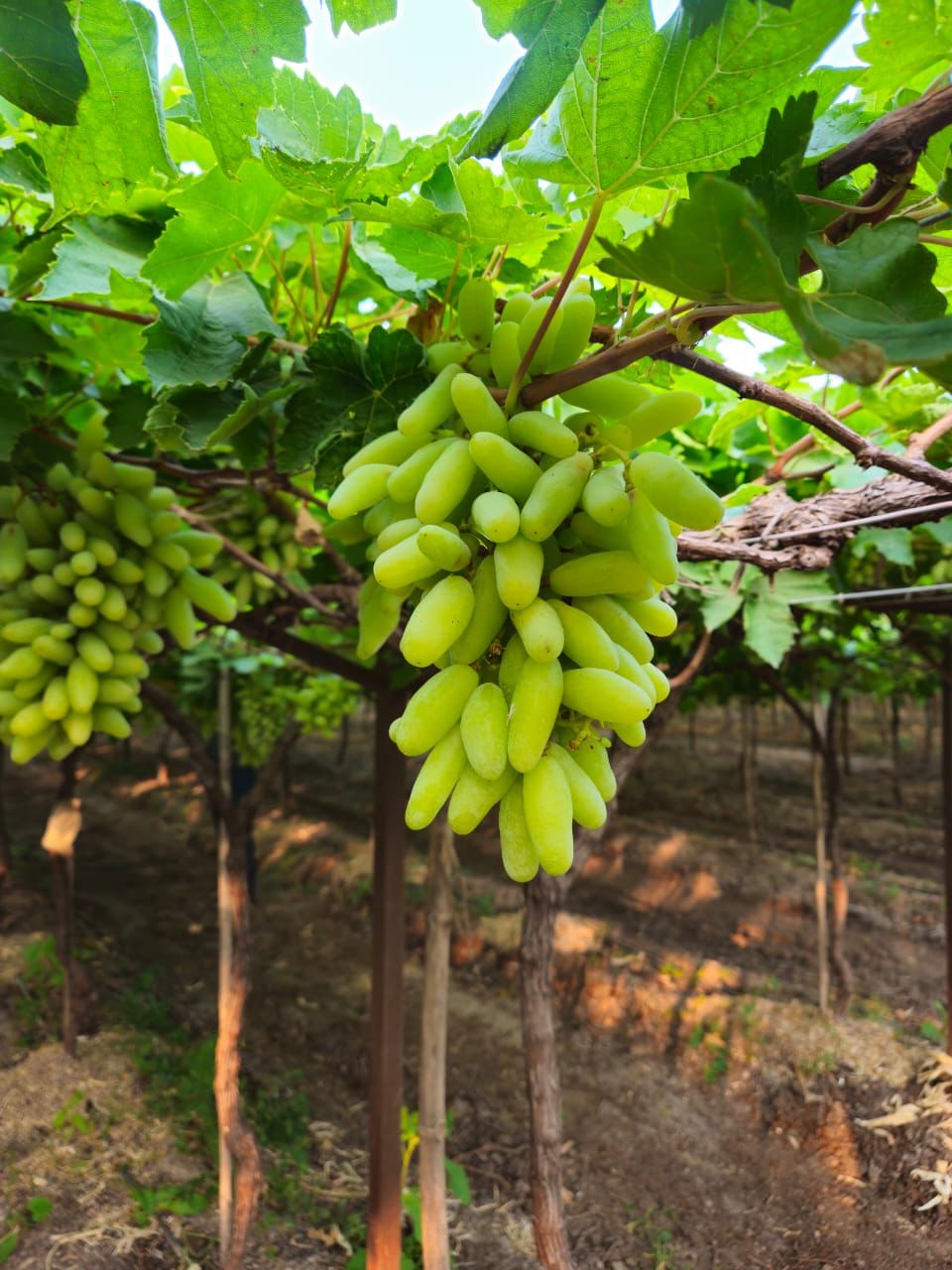 Fruits And Vegetables